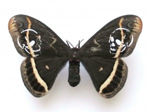 https://dev.huberhuber.ch/files/gimgs/th-62_62_leichter-als-21-gramm-nachtfalter.jpg