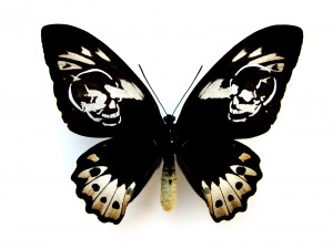 https://dev.huberhuber.ch/files/gimgs/th-62_62_leichter-als-21-gramm-ornithoptera-aesacus.jpg
