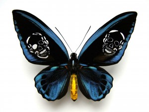 https://dev.huberhuber.ch/files/gimgs/th-62_62_leichter-als-21-gramm-ornithoptera-priamus-urvillianus.jpg